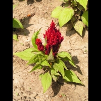 Celosia argentea plumosa 'Fresh Look Red' (2)